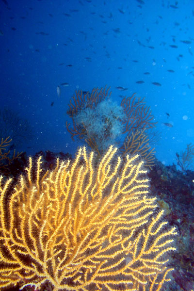 Gorgone jaune  